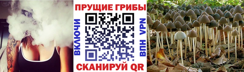 Псилоцибиновые грибы ЛСД Юрьевец